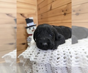Labradoodle Puppy for sale in WILLIAMSTOWN, KY, USA