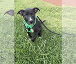 Small #2 American Staffordshire Terrier Mix