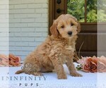 Small #1 Goldendoodle (Miniature)