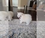 Small Photo #18 Pomeranian Puppy For Sale in CITRUS HEIGHTS, CA, USA