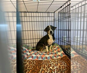 Chihuahua-Unknown Mix Dogs for adoption in Gloversville, NY, USA