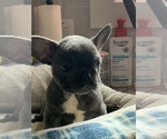 Small Photo #2 French Bulldog Puppy For Sale in DALLAS, TX, USA