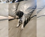 Small Photo #2 German Shorthaired Pointer Puppy For Sale in EDGEMOOR, SC, USA