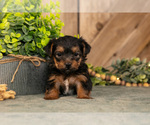 Small #1 Yorkshire Terrier