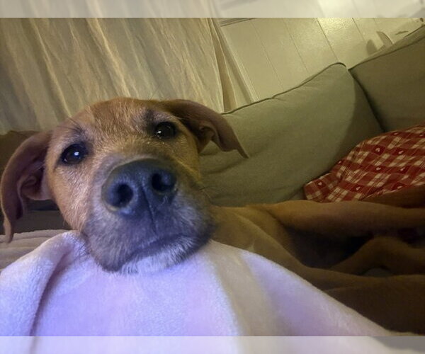 Medium Photo #4 Mutt Puppy For Sale in Woodbury, NY, USA