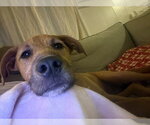 Small #3 Mutt