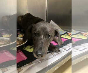 Labrador Retriever-Unknown Mix Dogs for adoption in Lacombe, LA, USA