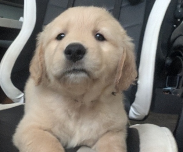 Medium Photo #10 Golden Retriever Puppy For Sale in MODESTO, CA, USA