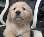Small #9 Golden Retriever
