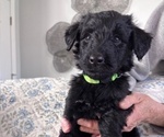 Small Photo #32 Schnoodle (Giant) Puppy For Sale in ANDERSON, CA, USA