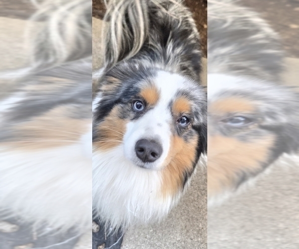 Medium Photo #5 Miniature Australian Shepherd Puppy For Sale in GROVER BEACH, CA, USA