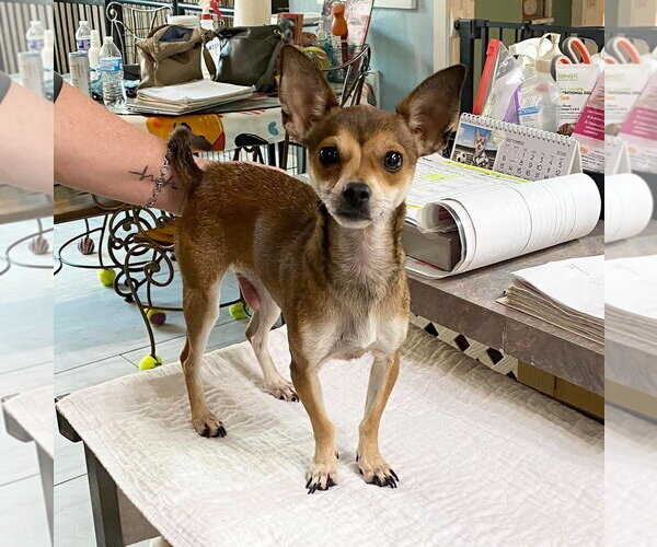 Medium Photo #1 Chihuahua Puppy For Sale in Benton, LA, USA