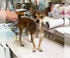 Chihuahua Dogs for adoption in Benton, LA, USA