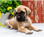 Small #4 Mastiff