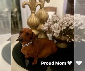 Mother of the Dachshund puppies born on 11/16/2025