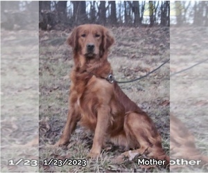 Mother of the Golden Retriever puppies born on 11/30/2022