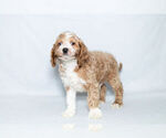 Small Photo #3 Cockapoo Puppy For Sale in NAPPANEE, IN, USA