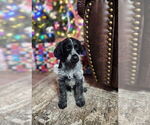 Small #2 German Shorthaired Pointer-Goldendoodle Mix