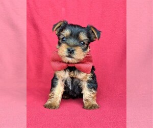 Yorkshire Terrier Puppy for sale in BIRD IN HAND, PA, USA