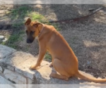 Small Photo #2 German Shepherd Dog-Unknown Mix Puppy For Sale in Imlay City, MI, USA