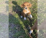 Small Photo #12 Basset Hound-Mountain Cur Mix Puppy For Sale in HARTSHORN, MO, USA