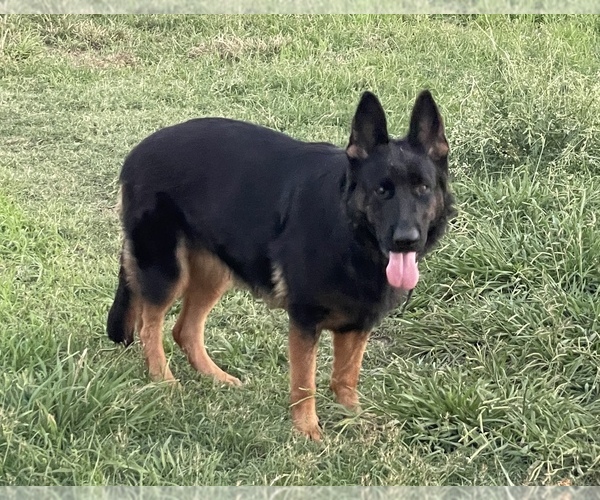 Medium Photo #1 German Shepherd Dog Puppy For Sale in WACO, TX, USA