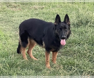 Mother of the German Shepherd Dog puppies born on 05/09/2025