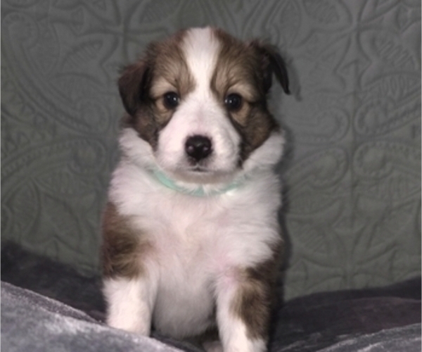 Medium Photo #1 Shetland Sheepdog Puppy For Sale in GEORGETOWN, KY, USA