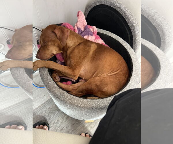 Medium Photo #5 Miniature Pinscher-Unknown Mix Puppy For Sale in Oakhurst, NJ, USA