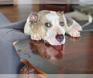 Holly - Female American Staffordshire Terrier-Unknown Mix Dog for Adoption - Photo #4