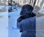 Small Photo #4 Labrador Retriever Puppy For Sale in LUBLIN, WI, USA