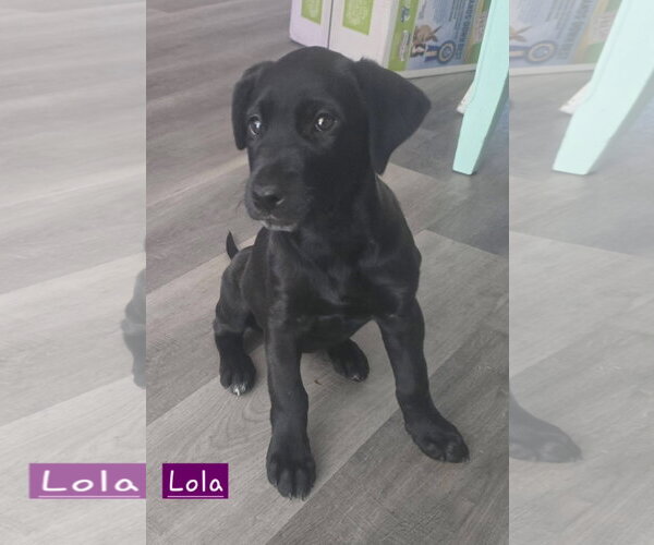 Medium Photo #3 Labrador Retriever-Unknown Mix Puppy For Sale in Alexander, AR, USA