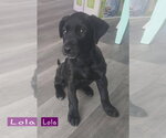 Small Photo #3 Labrador Retriever-Unknown Mix Puppy For Sale in Alexander, AR, USA