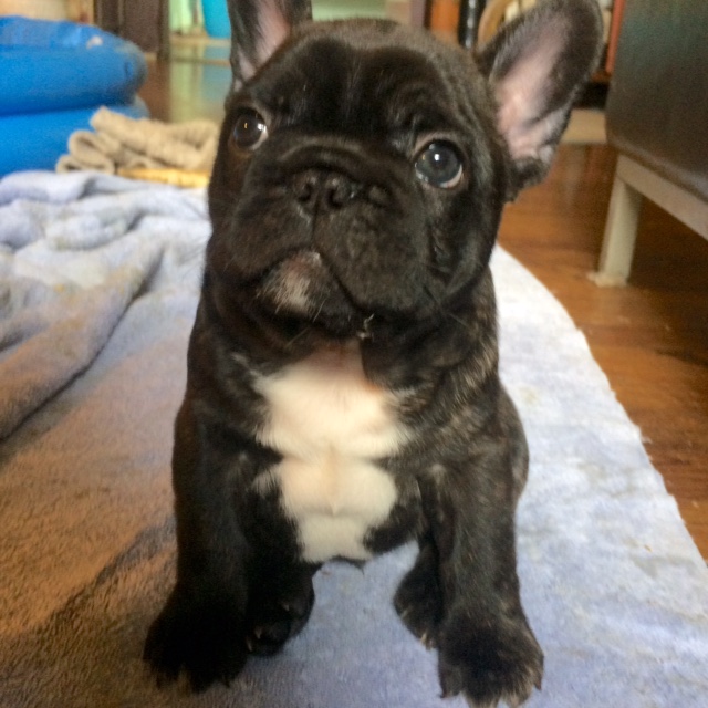 View Ad French Bulldog Puppy for Sale, California, SAN