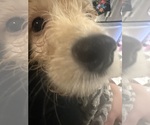 Small #3 Cock-A-Poo-Maltipoo Mix