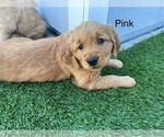 Puppy Miss pink Golden Retriever