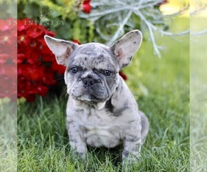 French Bulldog Puppy for sale in RONKS, PA, USA