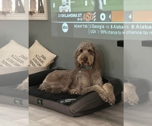 Mother of the Goldendoodle puppies born on 05/03/2025