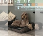 Small Photo #1 Goldendoodle Puppy For Sale in BEAN STATION, TN, USA