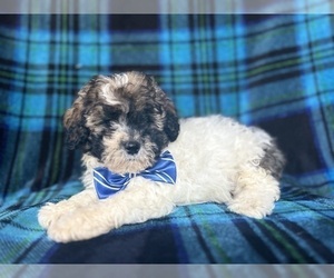 ShihPoo Puppy for sale in LAKELAND, FL, USA