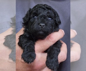 ShihPoo Puppy for sale in CENTRAL POINT, OR, USA