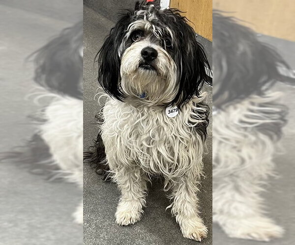 Medium Photo #1 Shih Tzu Puppy For Sale in Forestville, MD, USA