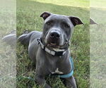 Small #3 American Pit Bull Terrier Mix