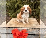 Small #4 Cavalier King Charles Spaniel