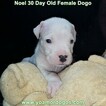 Small Photo #18 Dogo Argentino Puppy For Sale in PINEVILLE, MO, USA