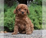 Small Photo #4 Poodle (Miniature) Puppy For Sale in MILLERSTOWN, PA, USA