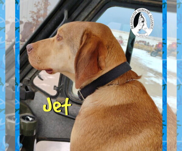 Medium Photo #2 Chesapeake Bay Retriever-Vizsla Mix Puppy For Sale in Red Lodge, MT, USA