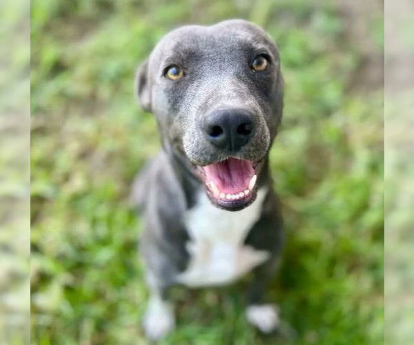 Medium Photo #4 American Pit Bull Terrier Puppy For Sale in Riverside, CA, USA