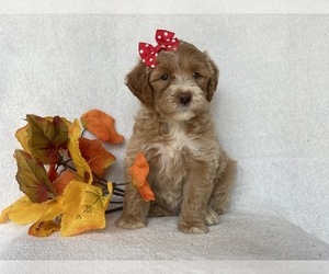 Double Doodle Puppy for sale in CEDAR LANE, PA, USA
