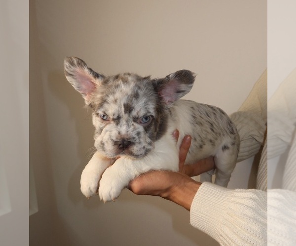 Medium Photo #3 French Bulldog Puppy For Sale in PLAYA VISTA, CA, USA